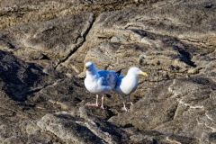 Goélands argentés  - Larus 
argentatus<br>Herring Gull<br>Vendée