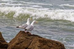 Goéland argenté - Larus argentatus - European Herring Gull<br>Vendée