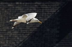 Goéland leucophée - Larus 
michahellis<br>Yellow-legged Gull<br>Vendée