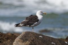 Goéland marin - Larus marinus<br>Great Black-backed 
Gull<br>Vendée