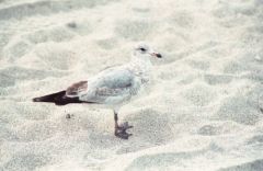 Goéland à bec cerclé 
(juvénile) - Larus delawarensis<br>Ring-billed Gull<br>Floride