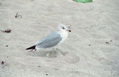 Goéland à bec cerclé - Larus 
delawarensis<br>Ring-billed Gull<br>Floride