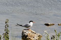 Sterne pierregarin - Sterna hirundo<br>Common 
Tern<br>Région  - parisienne