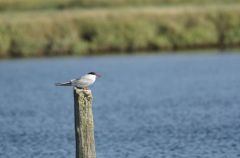 Sterne pierregarin - Sterna hirundo - 
Common Tern<br>Vendée