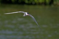 Sterne pierregarin - Sterna hirundo - 
Common Tern<br>Région  - parisienne