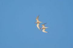 Sternes pierregarins, vol nuptial - Sterna hirundo - 
Common Tern<br>Vendée