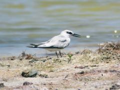 Sterne hansel - Gelochelidon nilotica - Gull-billed Tern - Saint-Martin