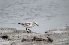 Becasseaux sanderling - Calidris alba - Sanderling<br>Saint-Martin