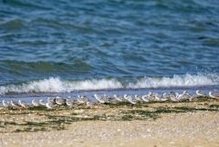Becasseau sanderling - Calidris alba - Sanderling<br>Saint-Martin
