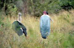 Marabout d’Afrique - Leptoptilos crumenifer<br>Marabou Stork<br>Kenya