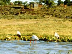 Tantales ibis - Mycteria ibis<br>Yellow-billed 
Stork<br>Kenya