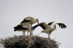 Cigogne blanche - Ciconia ciconia<br>White 
Stork<br>Vendée