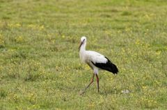 Cigogne blanche - Ciconia 
ciconia<br>White Stork<br>Vendée