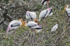 Tantale indien - Mycteria leucocephala - Painted Stork<br>Tamil Nadu - தமிழ் நாடு - Vedanthangal
