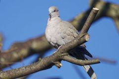 Tourterelle turque - Streptopelia 
decaocto<br>Eurasian Collared Dove<br>Région  - parisienne