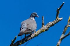 Pigeon ramier - Columba palumbus<br>Common Wood 
Pigeon<br>Vendée