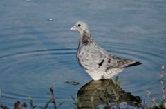 Pigeon colombin - Columba oenas<br>Stock 
Dove<br>Région  - parisienne