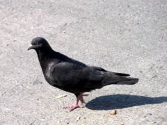 Pigeon domestique - Columba livia f. domestica - Saint-Martin