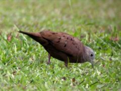 Colombine pygmée - Columbina minuta - Plain-breasted Ground Dove - Guyane
