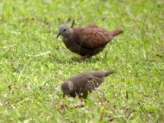 Colombine rousse - Columbina talpacoti - Ruddy Ground Dove - Guyane