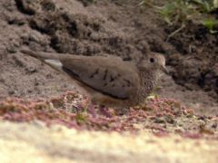 Colombine à queue noire 
(moineau) - Columbina passerina<br>Common Ground Dove<br>Guyane