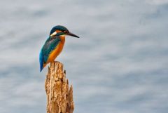 Martin pêcheur d’Europe - Alcedo 
atthis<br>Common Kingfisher<br>Région  - parisienne
