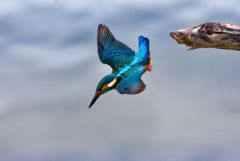 Martin pêcheur d’Europe - Alcedo 
atthis<br>Common Kingfisher<br>Région  - parisienne