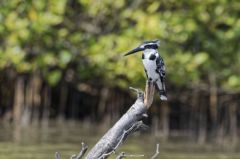 Martin-pêcheur pie - Ceryle rudis - Pied Kingfisher<br>Tamil Nadu - தமிழ் நாடு - Pichavaram