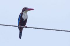 Martin-chasseur de Smyrne - Halcyon smyrnensis - White-throated Kingfisher <br>Tamil Nadu - தமிழ் நாடு 