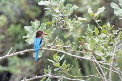 Martin-chasseur de Smyrne - Halcyon smyrnensis - White-throated Kingfisher <br>Tamil Nadu - தமிழ் நாடு 