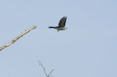 Coucou gris - Cuculus canorus<br>Common Cuckoo<br>Région  - parisienne