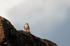 Faucon Pélerin ♀ -  Falco peregrinus - Peregrine Falcon<br>Saint-Martin