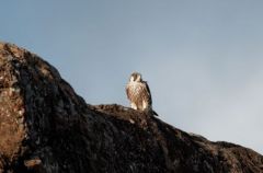 Faucon Pélerin - Falco peregrinus - Peregrine Falcon - Saint-Martin