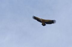 Vautour fauve<br>Gyps fulvus - Griffon Vulture<br>Rémuzat