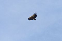 Vautour fauve<br>Gyps fulvus - Griffon Vulture<br>Rémuzat