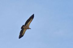 Vautour fauve<br>Gyps fulvus - Griffon Vulture<br>Rémuzat
