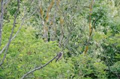 Faucons hobereaux -  Falco subbuteo<br>Eurasian Hobby<br>Plaine de Sorques