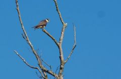 Faucon hobereau -  Falco subbuteo - Eurasian Hobby<br>Plaine de Sorques