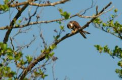 Faucon hobereau -  Falco subbuteo - Eurasian Hobby<br>Etang aux moines