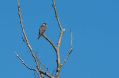 Faucon hobereau -  Falco subbuteo - Eurasian Hobby<br>Etang aux moines