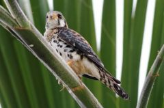 Crécerelle d’Amérique -  Falco sparverius<br>American Kestrel<br>Saint-Martin