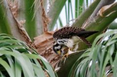 Crécerelle d’Amérique - Falco sparverius - American Kestrel - Saint-Martin
