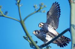 Crécerelles d’Amérique -  Falco sparverius<br>American Kestrel<br>Saint-Martin