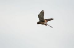 Faucon Crécerelle mâle -  le «vol du Saint-Esprit»<br>Falco tinnunculus<br>Common Kestrel<br>Vendée</i>