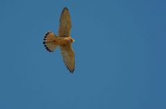 Faucon Crécerelle ♀ -  Falco tinnunculus<br>Common Kestrel<br>Vendée