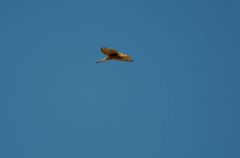 Faucon Crécerelle ♀ -  Falco tinnunculus<br>Common Kestrel<br>Vendée