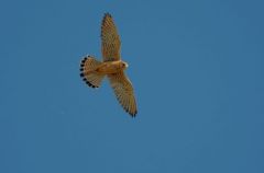 Faucon Crécerelle mâle -  Falco tinnunculus<br>Common Kestrel<br>Vendée