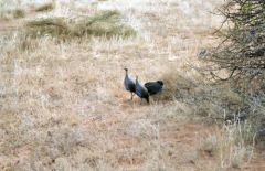 Pintades vulturines -  Acryllium vulturinum - Vulturine Guineafowl<br>Kenya