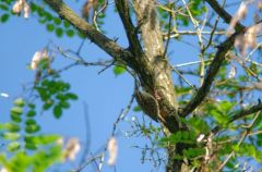 Grimpereau des jardins -  Certhia brachydactyla - Short-toed Treecreeper<br>Région parisienne