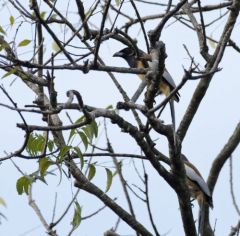 Témia vagabonde - Dendrocitta vagabunda - Rufous Treepie<br>Tamil Nadu - தமிழ் நாடு  